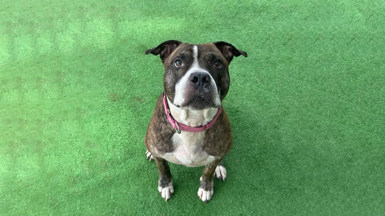 Rescue dog on grass with van in background