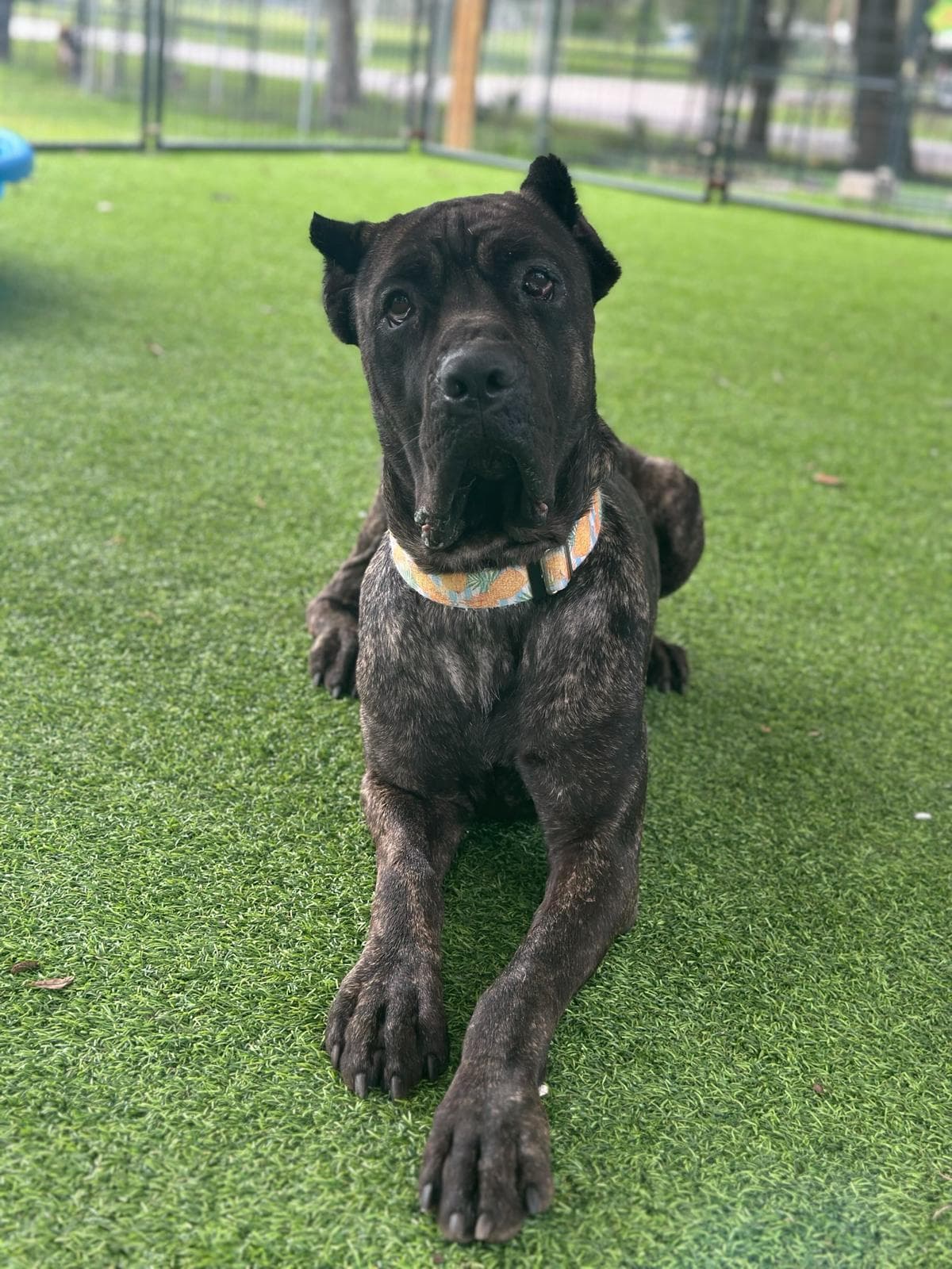 Brown Pit Bull with bandana