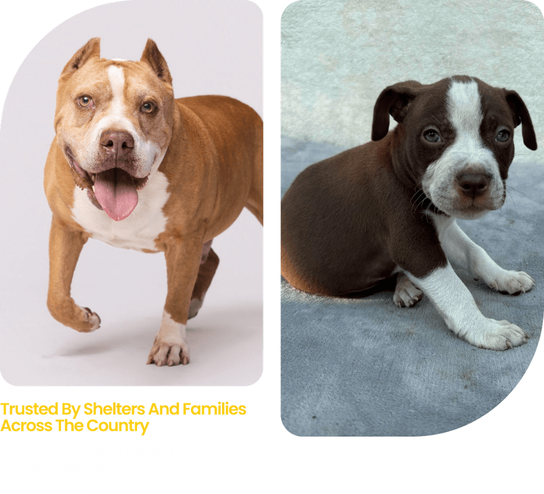 Polk County Bully Project | Non-Profit Pit Bull Rescue & Adoption in ...